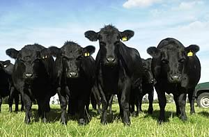 aberdeen angus cattle